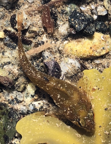 Sharpnose Sculpin