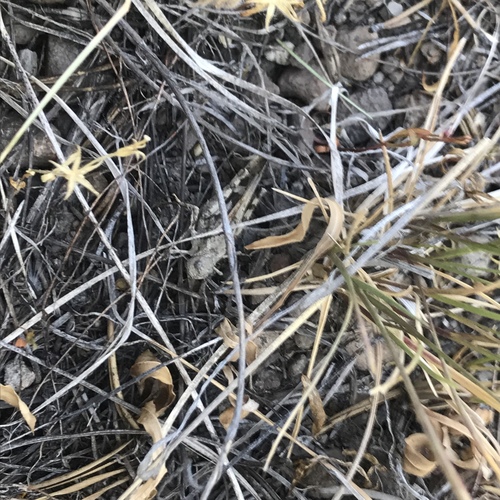 iNaturalist observation photo of Pronotal Range Grasshopper