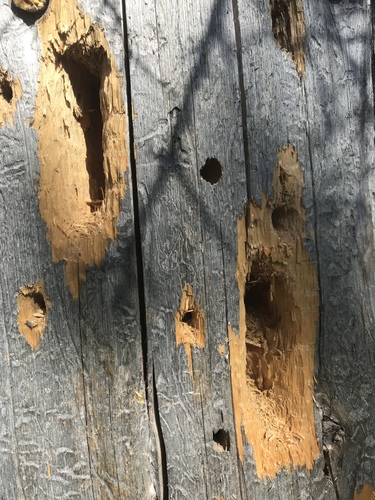 iNaturalist observation photo of Woodpeckers and Allies