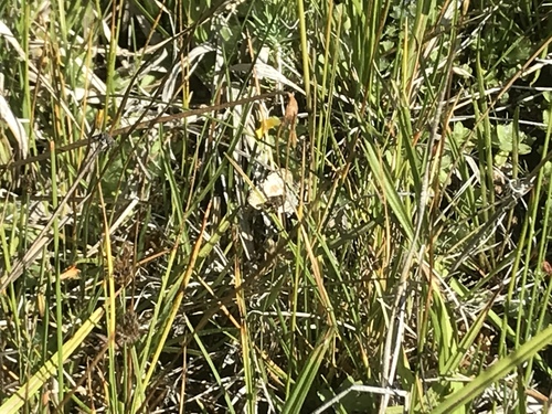 iNaturalist observation photo of Butterflies