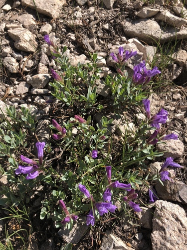 Penstemon montanus var. idahoensis