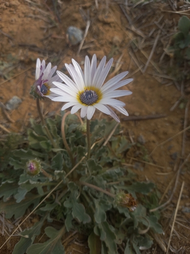 blue-eyed African daisy