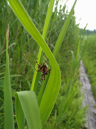 Neriene nigripectoris