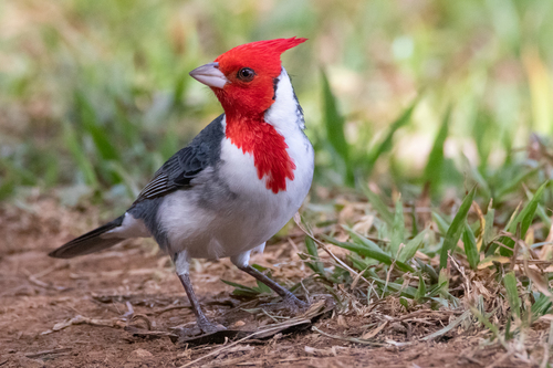 Red-crested Cardinal