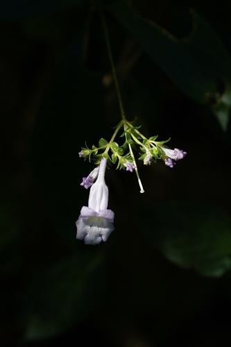 Lysionotus serratus