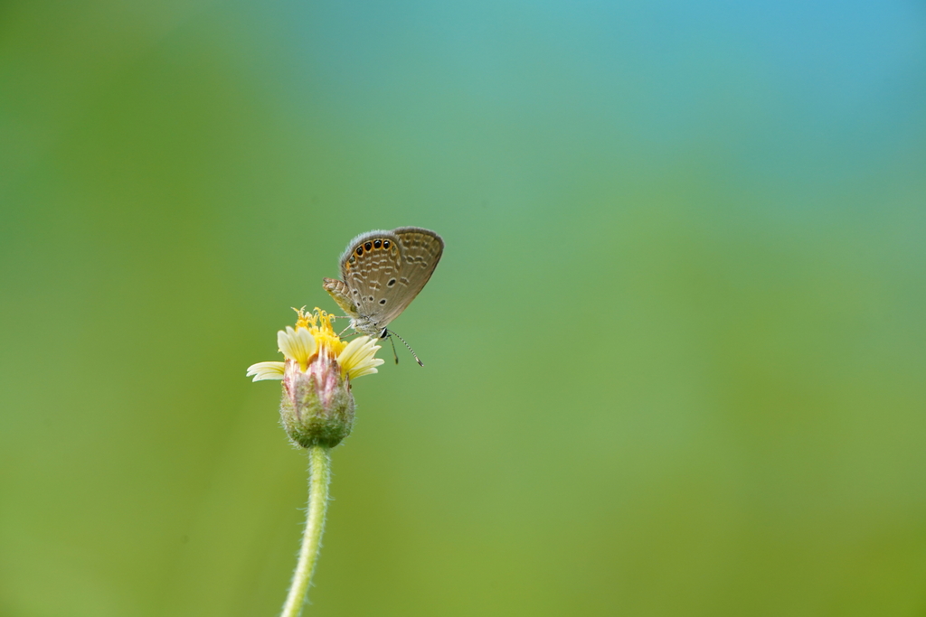 Jewelled Grass-blue in September 2021 by Wu Mago · iNaturalist