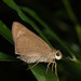 古銅谷弄蝶 - Photo 由 Artur Tomaszek 所上傳的 (c) Artur Tomaszek，保留所有權利