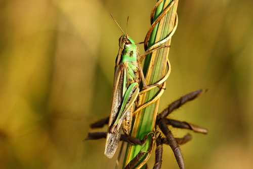 Slender Green-winged Grasshopper