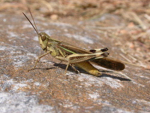 Slender Green-winged Grasshopper