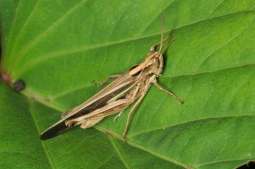 Slender Green-winged Grasshopper
