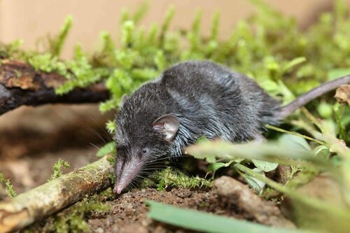 Sulawesi White-handed Shrew (Crocidura rhoditis) — Vulnerable Mammalia