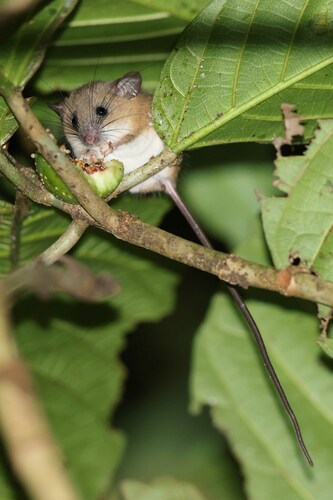 Minahassa Ranee Mouse (Haeromys minahassae) — Near Threatened Mammalia