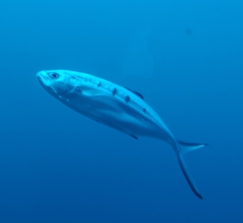 Pompano