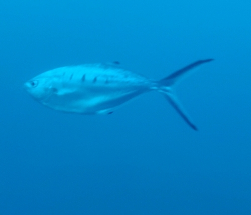 Pompano