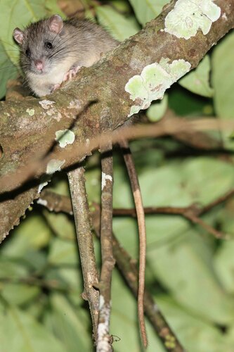 Northeastern Xanthurus Rat (Rattus xanthurus) — Least Concern Mammalia