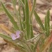 Matthiola parviflora - Photo (c) emilio2020, todos los derechos reservados, subido por emilio2020