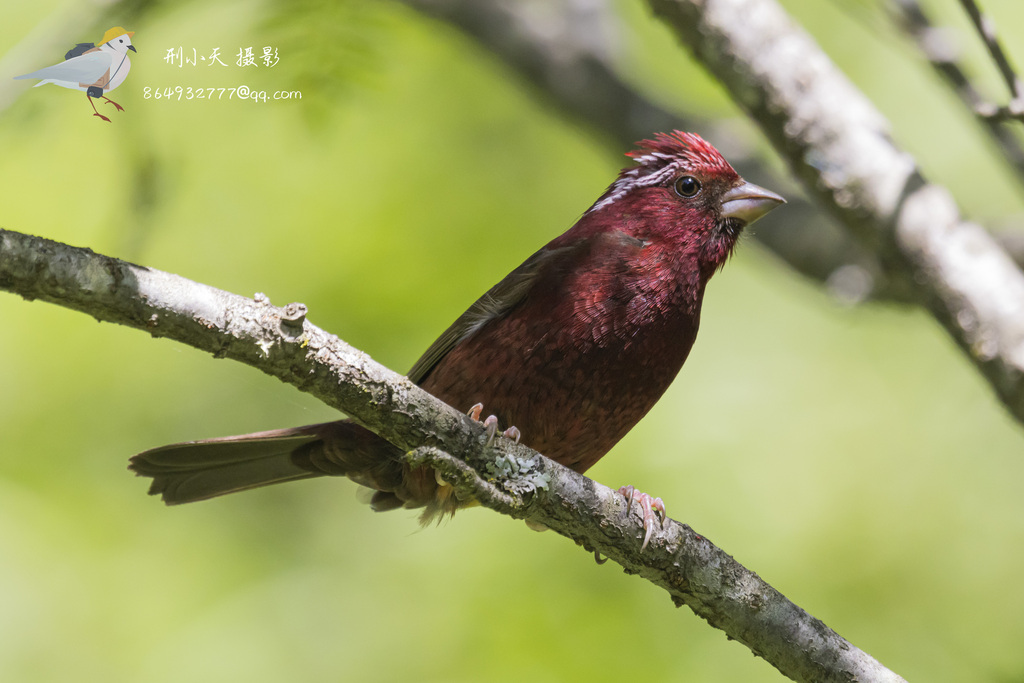Vinaceous Rosefinch photo