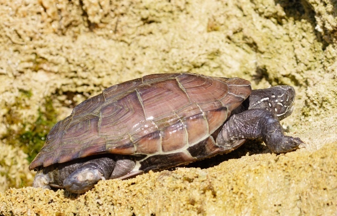 Chinese Pond Turtle in July 2022 by Cédric Peignot. Many Turtles in ...