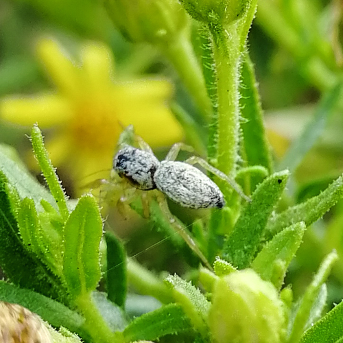 Heliophanus simplex