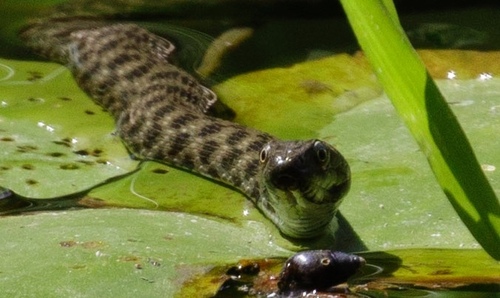 Tessellated Water Snake
