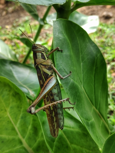 Brown‐spotted Locust