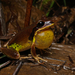 Green-thighed Frog - Photo (c) Jono Hooper, all rights reserved, uploaded by Jono Hooper