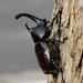 Escarabajo Rinoceronte Japonés - Photo (c) biolin36, todos los derechos reservados