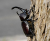Japanese Rhinoceros Beetle - Photo (c) biolin36, all rights reserved, uploaded by biolin36