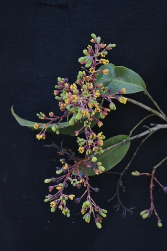 Ouratea hexasperma