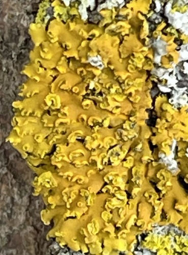 Hooded Sunburst Lichen