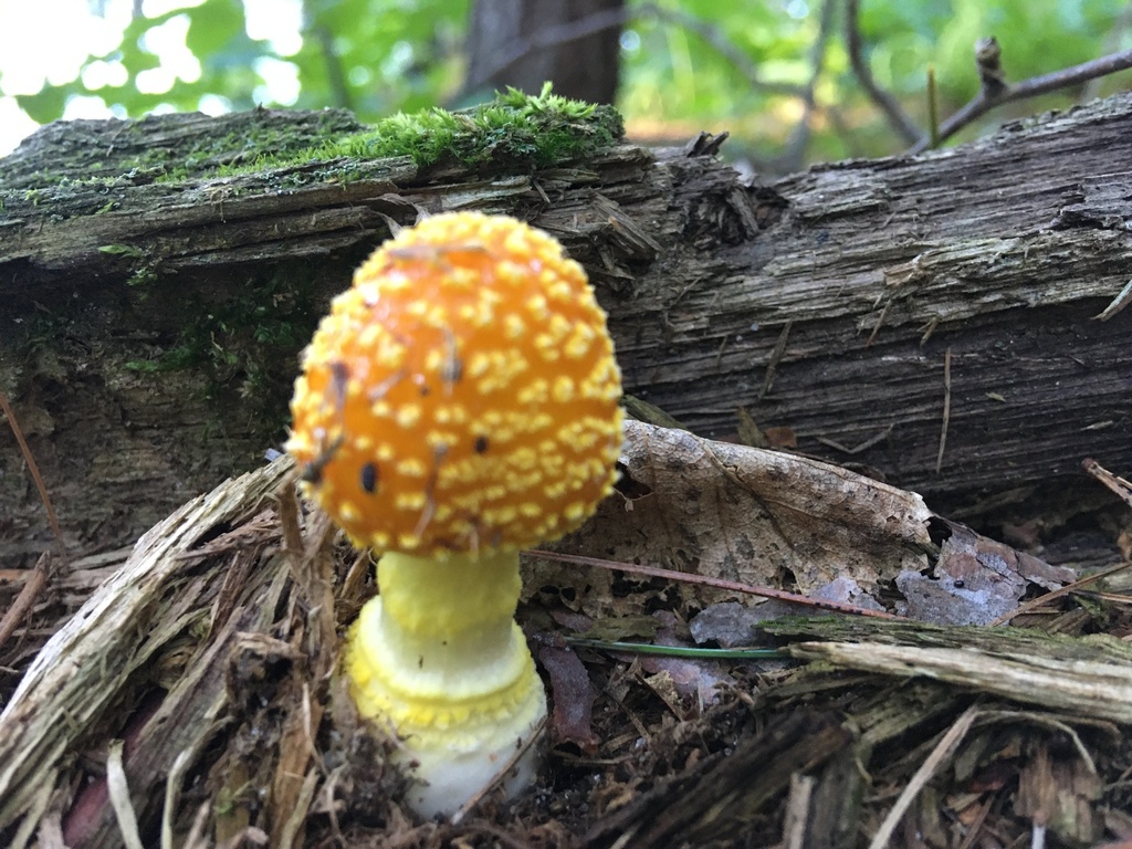 amanita mushrooms from Itasca State Park, Park Rapids, MN, US on July ...