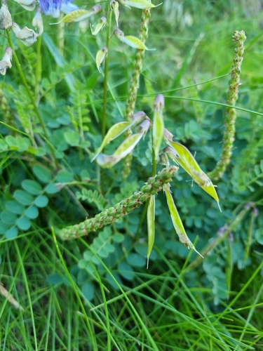 Wood Vetch