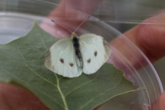 Pieris rapae image