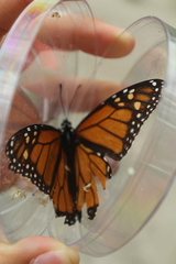 Danaus plexippus image