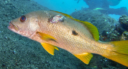 Onespot Snapper