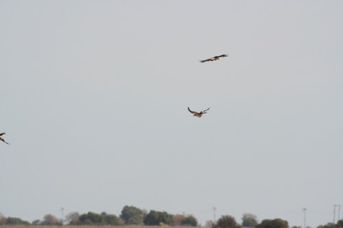 Southern Yellow-billed Hornbill