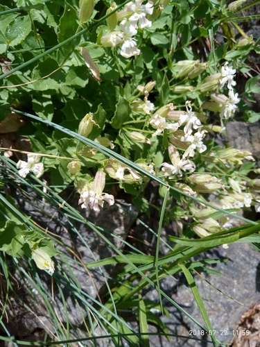Silene cordifolia