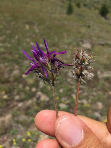 Astragalus coodei