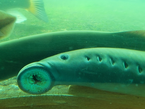 Pacific Lamprey