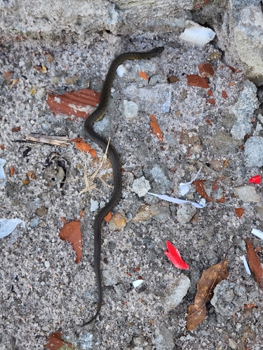 Royal Ground Snake