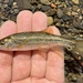 Coastal Roach - Photo (c) prickly_sculpin, all rights reserved, uploaded by prickly_sculpin