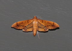Image of Anarmodia repandalis