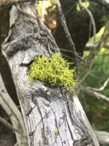 iNaturalist observation photo of wolf lichen
