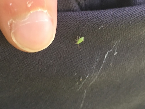 iNaturalist observation photo of True Bugs
