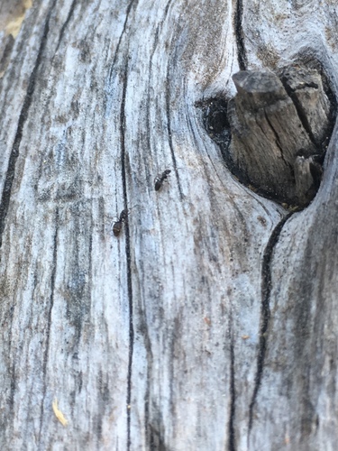 iNaturalist observation photo of Ants