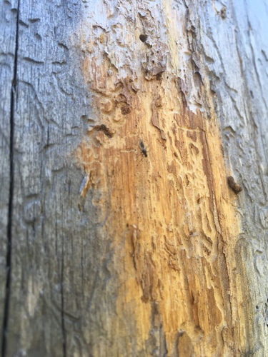 iNaturalist observation photo of Ants, Bees, Wasps, and Sawflies