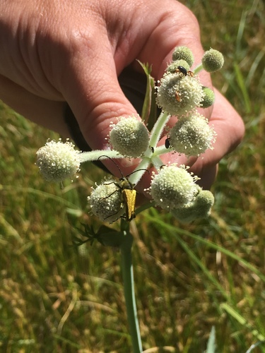 iNaturalist observation photo of Yellow Velvet Beetle