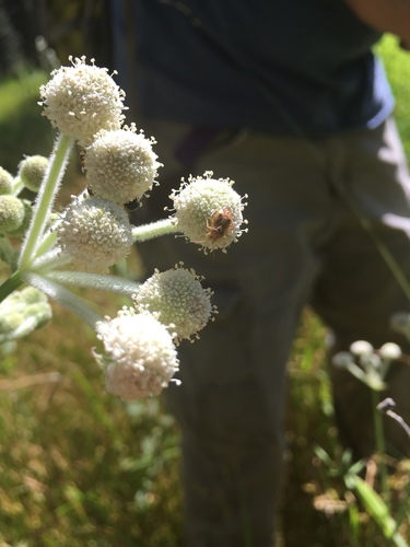 iNaturalist observation photo of Lygus Bugs