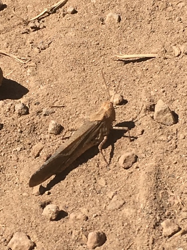 iNaturalist observation photo of Bandwing Grasshoppers