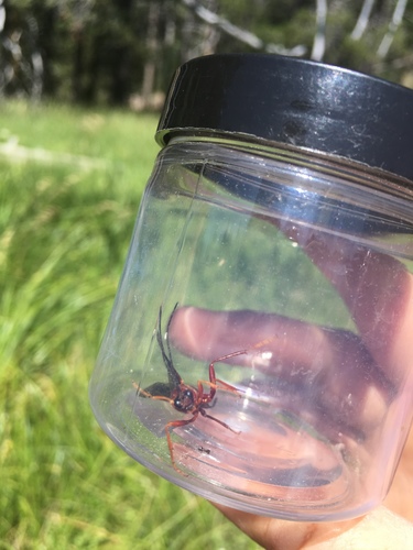 iNaturalist observation photo of Ichneumonid and Braconid Wasps